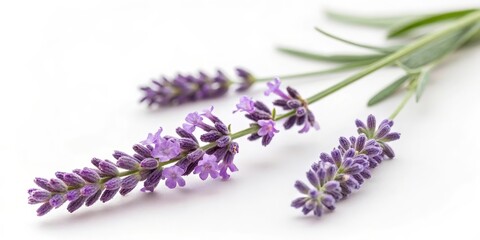 Fototapeta premium A close-up of lavender flowers showcasing their vibrant purple hue and delicate structure against a neutral background.