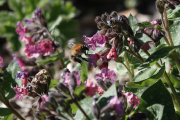 A Common Carder Bee (Bombus pascuorum) feeding on lungwort flowers