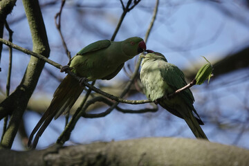 Courtship feeding of Ring-necked or Rose-ringed Parakeet (Psittacula kramer) in the British...
