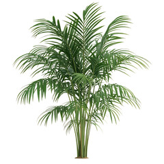 A 3D Bamboo Palm Plant with Long Feathery Leaves Isolated on Transparent Background