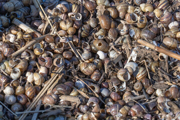 Many brown striped river snail shells on water shore. Common viviparous contectus is species of freshwater gastropod mollusk of viviparidae family. Aquatic mollusc wash away by wave onto sandy beach.