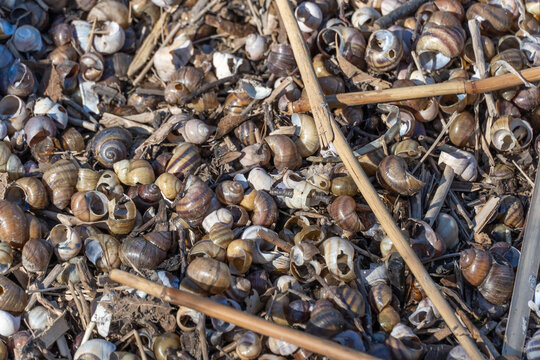 Many brown striped river snail shells on water shore. Common viviparous contectus is species of freshwater gastropod mollusk of viviparidae family. Aquatic mollusc wash away by wave onto sandy beach.
