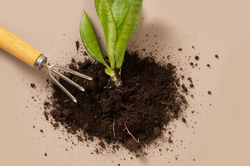 Concept season work and hobby. Various hand tools, plant and soil on beige background. Spring gardening. Copy space. Top view.