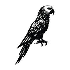 Fototapeta premium A silhouette parrot illustration