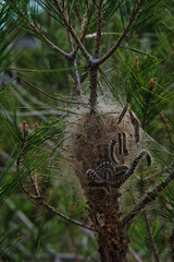 Close-up vertical photograph of a pine processionary cocoon and its processionary caterpillars (Thaumetopoea pityocampa) hanging from a pine branch.
