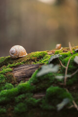 Close-up of snail on moss