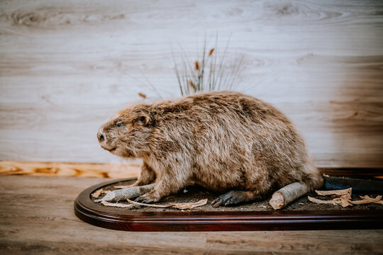 A taxidermy beaver displayed on a wooden base with natural elements like sticks and leaves, set against a wood-panel wall in a rustic interior.. - Powered by Adobe