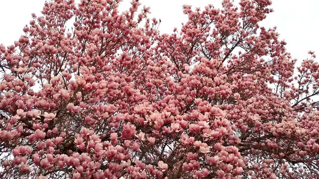 Video with blooming magnolia tree in the spring. In Romania
