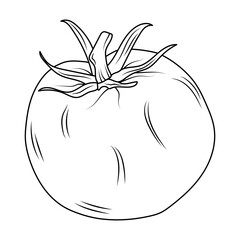 A tomato in a simple line art style. Artistic coloring of the tomato line. Tomato outline for the menu, sign frames, labels. Vegetable coloring sketch.