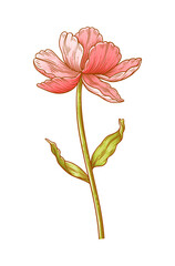 Tulip, red blooming flower isolated on a white background. Beautiful spring bloom for Easter, Mother Day or Canadian Tulip Festival. Drawing vintage element for design. Vector illustration