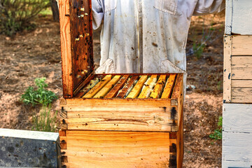 Open beehive with visible honeycombs in a rural setting