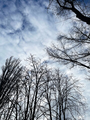 Lush bare grey branches of tall old trees against blue sky with white and grey clouds of lower layer, close-up, view from below. Cloudy spring day. Cool weather.