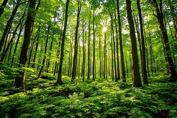 Naklejka premium Dense green forest with tall trees and sunlight shining through the leaves, creating a peaceful atmosphere. Nature background concept. Ai generative
