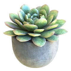 A 3D Potted Succulent with Round Green Leaves Isolated on Transparent Background