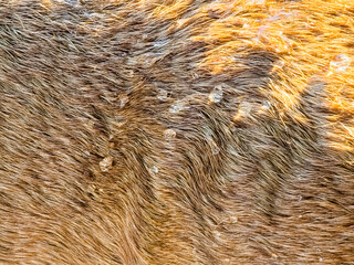Real dog skin or red fur texture background. Water drops in sun on dog fur texture.