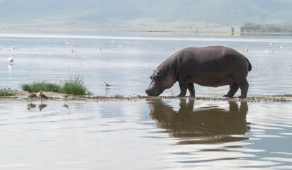 Big Versus Little: Hippo Versus Shorebird