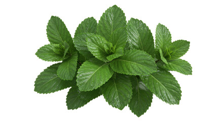 Isolated Fresh Mint Leaves