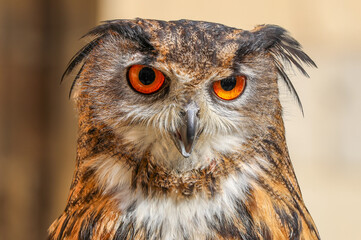 Eagle Owl