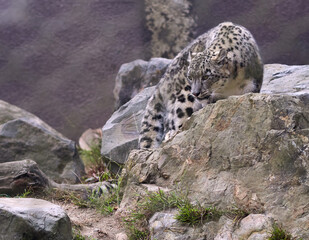 Snow Leopard