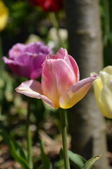 pink and yellow flower