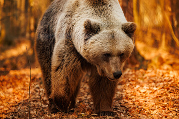 Fototapeta premium Brown bear. Wildlife. Wild animals. Fauna.