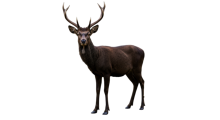 Isolated Brown Deer