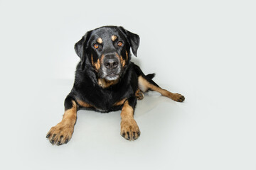 Portrait mixed-breed rottweiler dog laying down with serious expression face. Isolated on white...