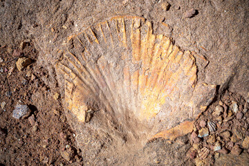 Fossilized seashell in what was the Tethys Sea in the Jurassic and Cretaceous periods in the Murcia area, Murcia Region, Spain © AntonioLopez