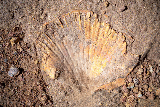 Fossilized seashell in what was the Tethys Sea in the Jurassic and Cretaceous periods in the Murcia area, Murcia Region, Spain