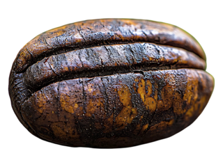 Macro shot of a single, dark brown seed resting on a textured surface against a blurred green background.