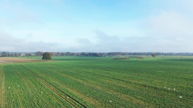 Wildg&auml;nse auf einem Feld