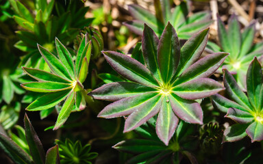 Fototapeta premium A young lupine sprout
