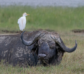 Obraz premium Cape Buffalo and Egret