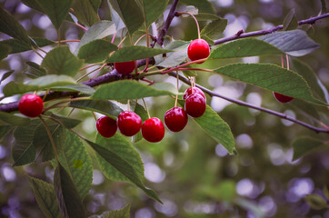 Cherry berries on a branch in my garden.