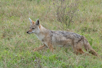 Fototapeta premium Golden Jackal
