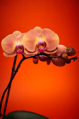 Orange orchid on orange background