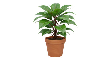 Isolated Potted Ficus Plant