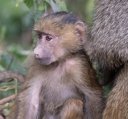 Baboon