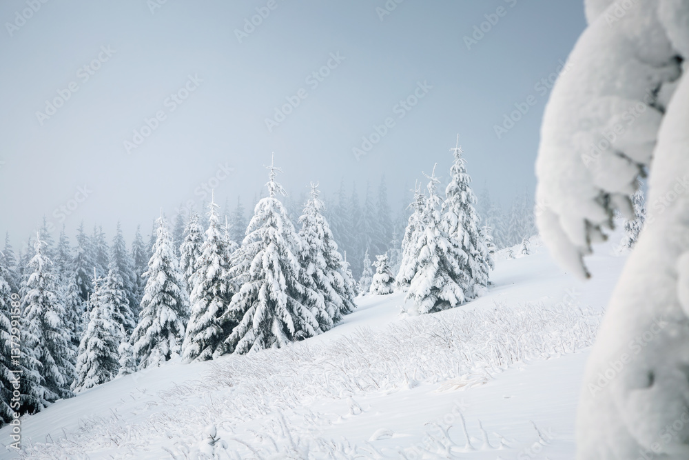 Poster gorgeous winter landscape with lots of snow on fir trees. wild nordic scene with snow-capped conifer