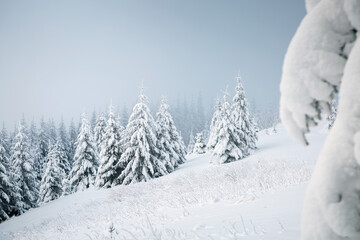 Gorgeous winter landscape with lots of snow on fir trees. Wild nordic scene with snow-capped conifers.