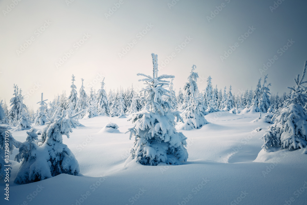Poster gorgeous winter landscape with lots of snow on fir trees. wild nordic scene with snow-capped conifer