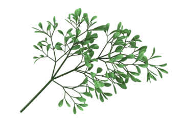 A Detailed View of a Sprig of Rue, a Fragrant and Historically Significant Herb  isolated on transparent background , cutout