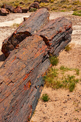 Fototapeta premium Colorful remnants of petrified logs decorate this expansive landscape of the Petrified Forest National Park in Arizona