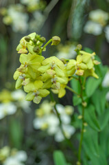 A cluster of yellow Tapropapilanda Candlelight orchid blooms against a blurred garden background....