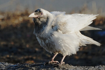 White Raven Anchorage, Alaska