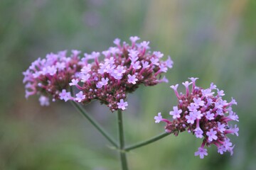 Wildflowers. Small pink buds on a green background. Beautiful natural background. A delicate petals. A vibrant landscape. Macro. Umbrella plants.