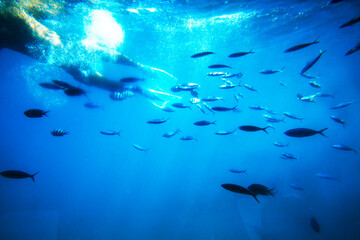 Man diving in The beauty of fish and coral in the Red Sea from a submarine under the water in...
