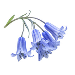 A Delicate Bluebell Flower with Drooping Bell Shaped Isolated on Transparent Background