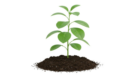 Isolated Green Plant Growing In The Soil