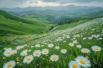Obraz premium Daisy field in a lush green valley